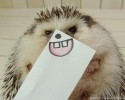 hedgehog-with-various-personalities-awesomelycute-com-3499