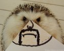 hedgehog-with-various-personalities-awesomelycute-com-3500