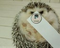 hedgehog-with-various-personalities-awesomelycute-com-3501