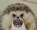 hedgehog-with-various-personalities-awesomelycute-com-3502