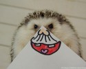 hedgehog-with-various-personalities-awesomelycute-com-3504