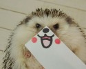 hedgehog-with-various-personalities-awesomelycute-com-3505
