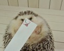 hedgehog-with-various-personalities-awesomelycute-com-3506
