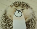 hedgehog-with-various-personalities-awesomelycute-com-3507