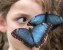 most-beautiful-butterflies-awesomelycute-com-3460