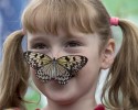 most-beautiful-butterflies-awesomelycute-com-3463