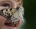 most-beautiful-butterflies-awesomelycute-com-3470