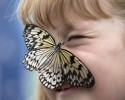 most-beautiful-butterflies-awesomelycute-com-3473