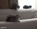 awesomelycute-funny-gifs-3706