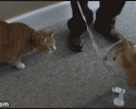 awesomelycute-funny-gifs-3711