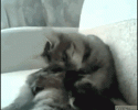 awesomelycute-funny-gifs-3712
