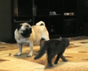 awesomelycute-funny-gifs-3714