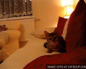 awesomelycute-funny-gifs-3715