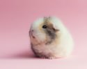 cutest-hamster-pics-3742