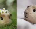 cutest-hamster-pics-3744