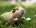 cutest-hamster-pics-3745