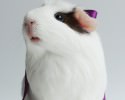 cutest-hamster-pics-3746