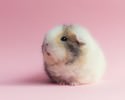 cutest-hamster-pics-3748