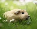 cutest-hamster-pics-3749