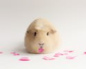 cutest-hamster-pics-3750