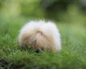 cutest-hamster-pics-3751