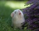 cutest-hamster-pics-3752