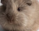 cutest-hamster-pics-3754