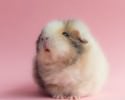 cutest-hamster-pics-3755