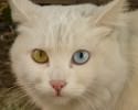 animals-with-different-eye-colors-3799