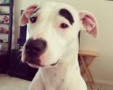 animals-with-unusual-markings-awesomelycute-com-4046