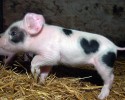 animals-with-unusual-markings-awesomelycute-com-4047