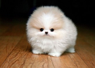 Super Cute Puppies Archives - Awesomelycute
