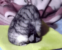 cats-sleeping-in-strange-ways-3979
