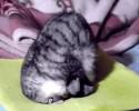 cats-sleeping-in-strange-ways-3988