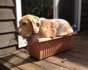 dogs-sitting-in-the-weirdest-places-awesomelycute-com-4074