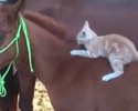 hilarious-compilation-of-animal-gifs