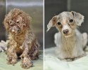 awesome-transformation-of-homeless-dogs-after-adoption-awesomelycute-com-4183
