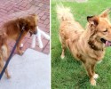 awesome-transformation-of-homeless-dogs-after-adoption-awesomelycute-com-4184