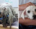 awesome-transformation-of-homeless-dogs-after-adoption-awesomelycute-com-4185