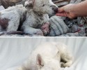 awesome-transformation-of-homeless-dogs-after-adoption-awesomelycute-com-4186