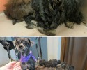 awesome-transformation-of-homeless-dogs-after-adoption-awesomelycute-com-4187
