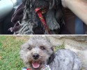 awesome-transformation-of-homeless-dogs-after-adoption-awesomelycute-com-4188
