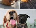 awesome-transformation-of-homeless-dogs-after-adoption-awesomelycute-com-4191