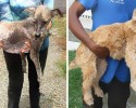 awesome-transformation-of-homeless-dogs-after-adoption-awesomelycute-com-4193