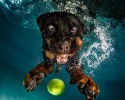 awesome-underwater-photography-of-dogs-4127