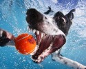 awesome-underwater-photography-of-dogs-4128