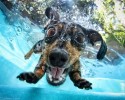 awesome-underwater-photography-of-dogs-4129