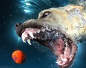 awesome-underwater-photography-of-dogs-4131