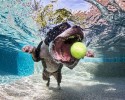 awesome-underwater-photography-of-dogs-4132