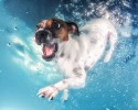 awesome-underwater-photography-of-dogs-4134